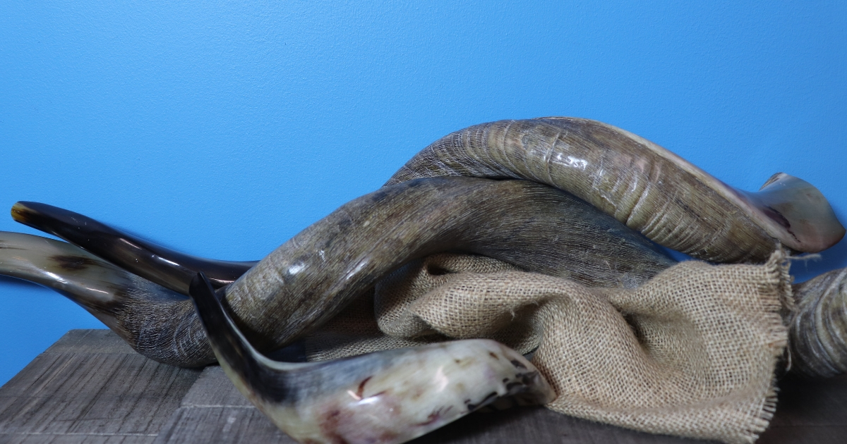 Rosh Hashanah Shofars